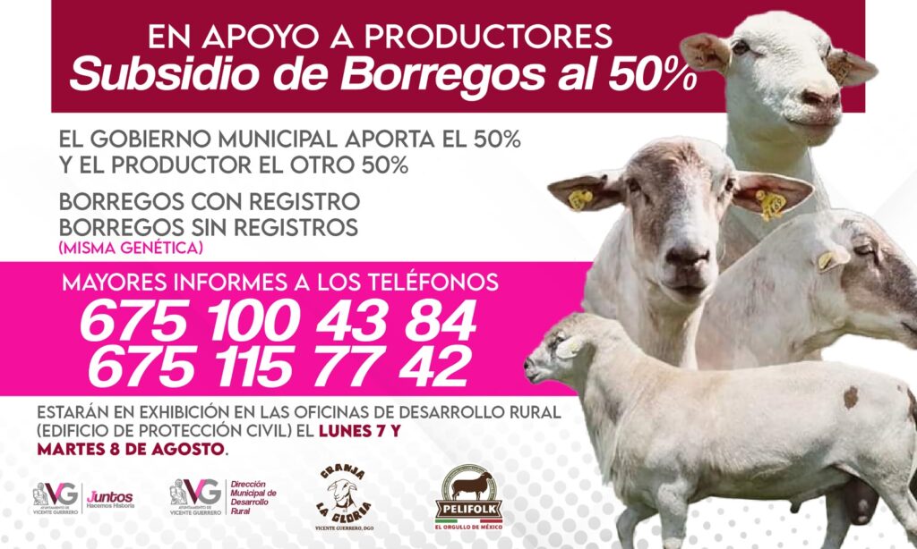 Subsidios de Borregos al 50%