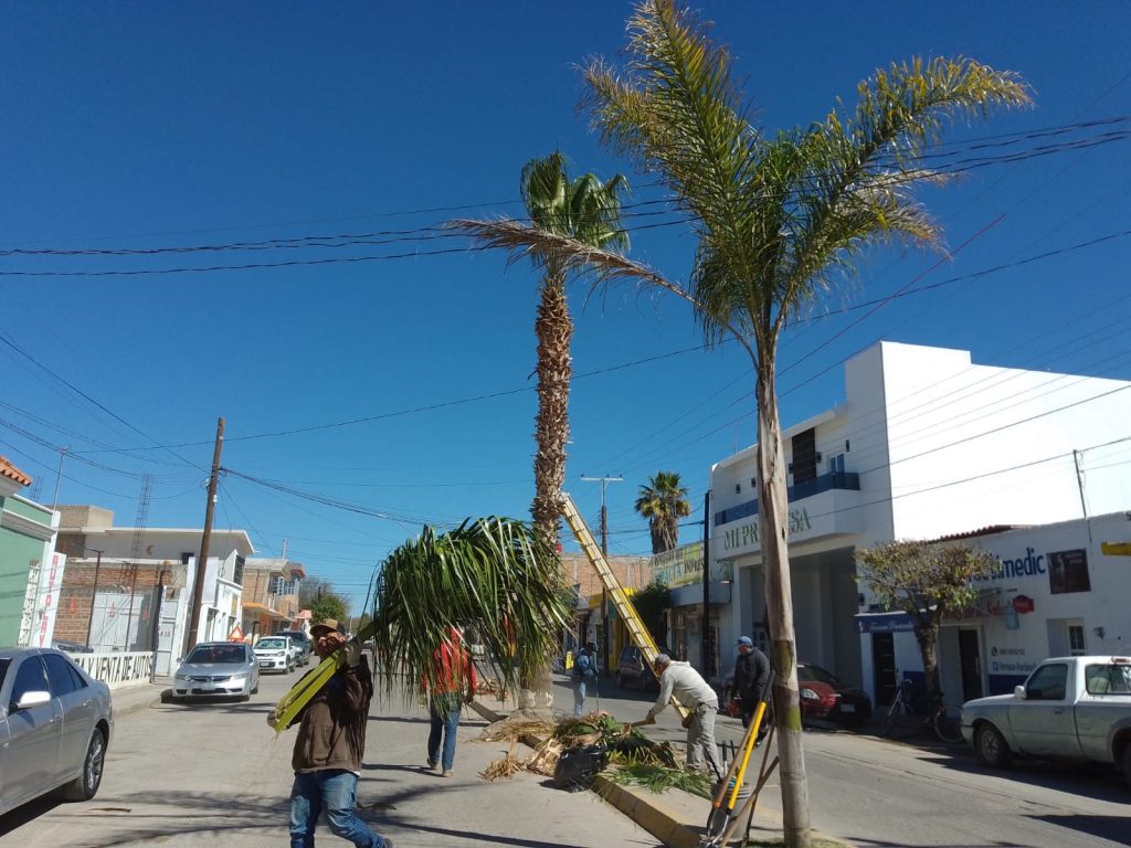 Realizan trabajos de limpieza en camellones.
