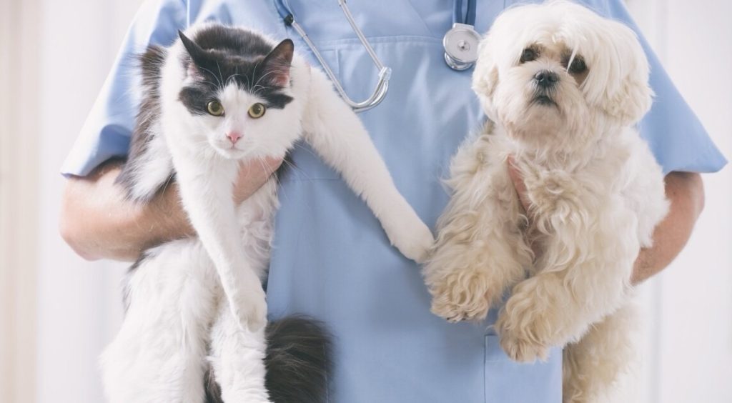 Realizarán campaña de esterilización canina en Vicente Guerrero.